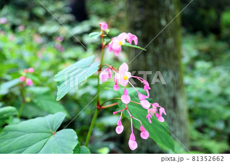 シユウカイドウの花 シユウカイドウの花 81352662