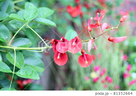 アメリカデイゴの花 81352664