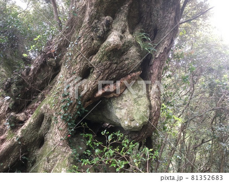 千葉県南房総市花嫁海道にある摩訶不思議な大木 81352683