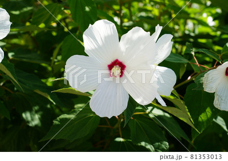 白いハイビスカス(ブッソウゲ) 白いハイビスカス(ブッソウゲ) 81353013