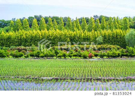 「埼玉県」田植え後の見沼田んぼ 81353024