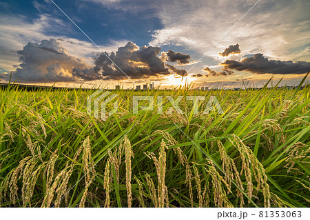 「埼玉県」黄金色に色ずく見沼田んぼの稲 「埼玉県」黄金色に色ずく見沼田んぼの稲 81353063