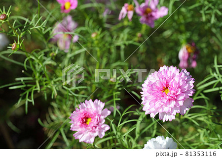 ダブルクリック ボンボン咲きのコスモスの花 81353116