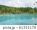北海道美瑛町の青い池の景色 81353178