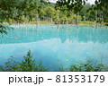 北海道美瑛町の青い池の景色 81353179
