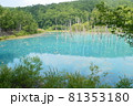 北海道美瑛町の青い池の景色 81353180