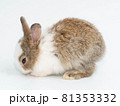 Close up of one first brown rabbit animal small banny easter wear hat look at camera sit pretty beautiful and funny happy animal pet wild have white isolated background copy space	 81353332