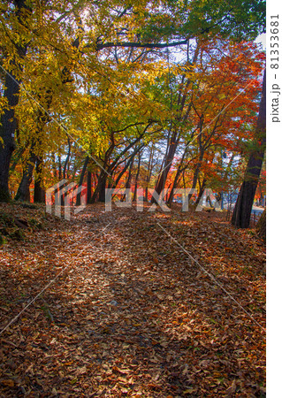 長瀞 もみじ公園 秋の風景 紅葉の季節 長瀞 もみじ公園 秋の風景 紅葉の季節 81353681