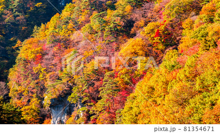 片品渓谷の紅葉 81354671