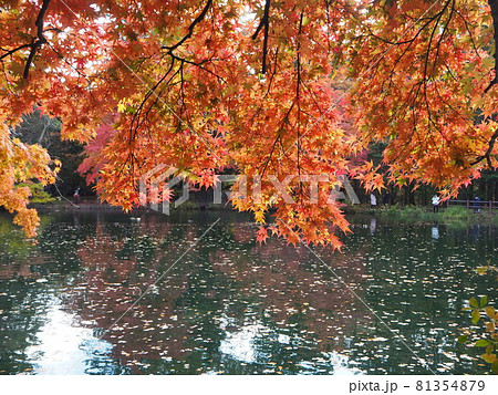 紅葉の雲場池 81354879