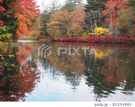 紅葉の雲場池 81354883