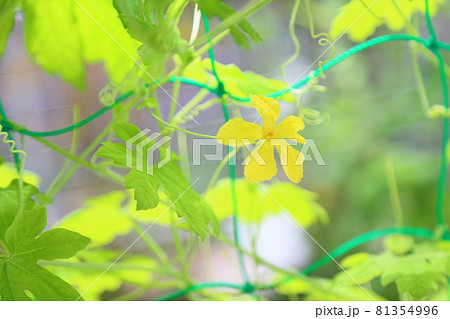 ゴーヤの花 81354996
