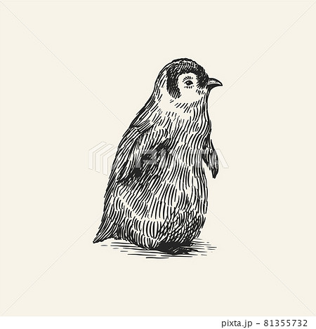 King or Emperor penguin chick. Cute baby small animal. Vector graphics black and white drawing. Hand King or Emperor penguin chick. Cute baby small animal. Vector graphics black and white drawing. Hand 81355732