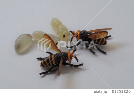 蜜蜂と幼虫 81355820