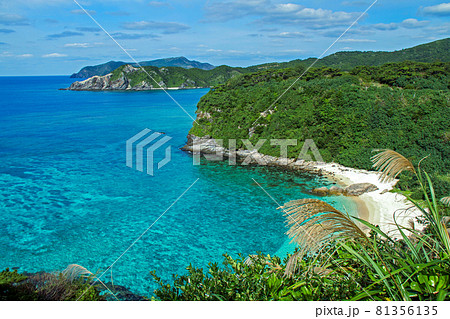 沖縄 黄金のススキが風に揺れる秋の阿嘉島 沖縄 黄金のススキが風に揺れる秋の阿嘉島 81356135