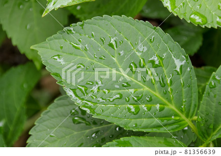 草, 植物, 葉, 葉っぱ, 緑, 緑色, 水滴、自然, グリーン, 新緑, 雑草,しずく, 初夏 草, 植物, 葉, 葉っぱ, 緑, 緑色, 水滴、自然, グリーン, 新緑, 雑草,しずく, 初夏 81356639