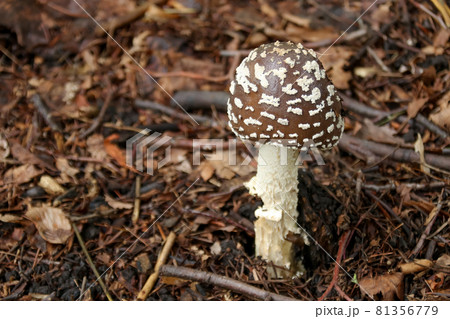 きのこ、キノコ、茸、野生、菌類、自然、食材、植物、食べ物 81356779
