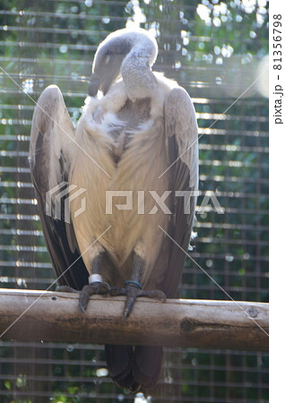 コシジロハゲワシ(上野動物園/東京都台東区上野公園) コシジロハゲワシ(上野動物園/東京都台東区上野公園) 81356798