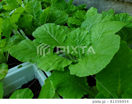 Greenery background of nature plant and leaf Greenery background of nature plant and leaf 81356954