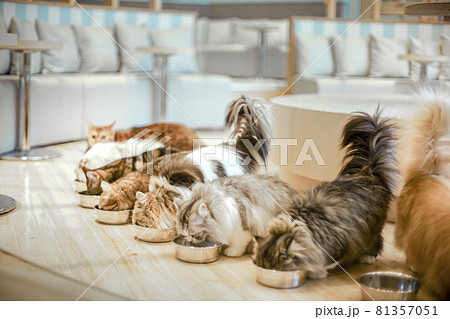 猫カフェ ねこたちのごはんタイム 81357051