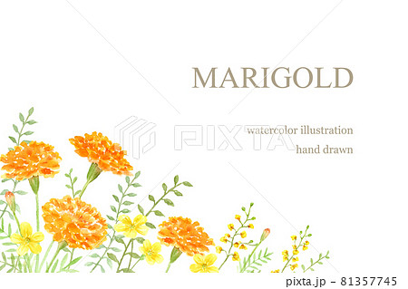 マリーゴールドと黄色い花の水彩イラストのイラスト素材