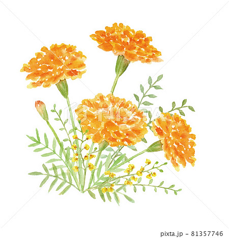 マリーゴールドの花束 水彩イラストのイラスト素材