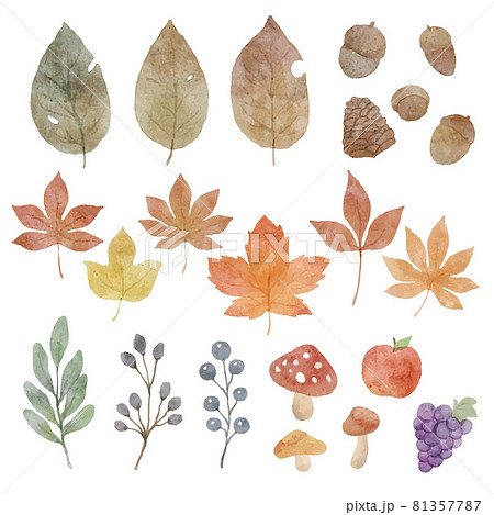 水彩風 紅葉と落ち葉の秋の植物のイラスト素材 セットのイラスト素材