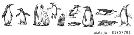 Emperor penguin colony. Adult with juveniles. Small family set. Vector graphics black and white Emperor penguin colony. Adult with juveniles. Small family set. Vector graphics black and white 81357791