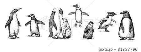 Emperor penguin colony. Adult with juveniles. Small family set. Vector graphics black and white 81357796