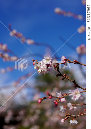 御会式桜 御会式桜 81357966