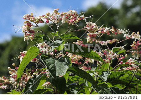 暑い夏、次々と紫と白の花を咲かせる、クサギ 暑い夏、次々と紫と白の花を咲かせる、クサギ 81357981