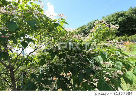 暑い夏、次々と紫と白の花を咲かせる、クサギ 暑い夏、次々と紫と白の花を咲かせる、クサギ 81357984