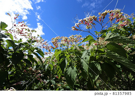 暑い夏、次々と紫と白の花を咲かせる、クサギ 暑い夏、次々と紫と白の花を咲かせる、クサギ 81357985