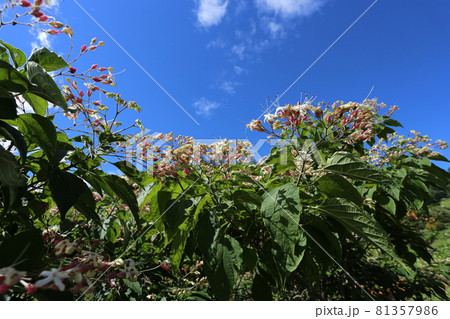 暑い夏、次々と紫と白の花を咲かせる、クサギ 暑い夏、次々と紫と白の花を咲かせる、クサギ 81357986