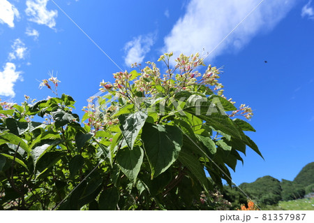暑い夏、次々と紫と白の花を咲かせる、クサギ 暑い夏、次々と紫と白の花を咲かせる、クサギ 81357987