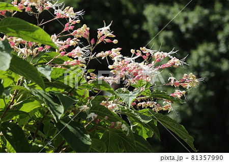 暑い夏、次々と紫と白の花を咲かせる、クサギ 暑い夏、次々と紫と白の花を咲かせる、クサギ 81357990