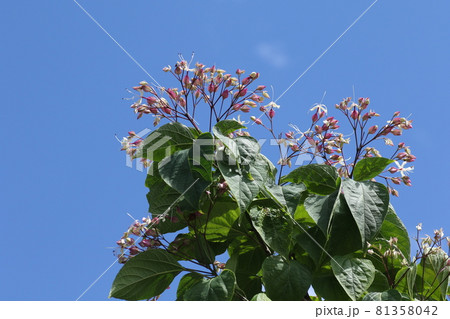 暑い夏、次々と紫と白の花を咲かせる、クサギ 81358042