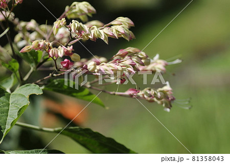 暑い夏、次々と紫と白の花を咲かせる、クサギ 81358043
