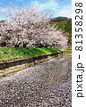 桜の風景 81358298