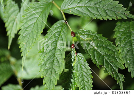山の湿地に生える山菜、ウワバミソウ 山の湿地に生える山菜、ウワバミソウ 81358364