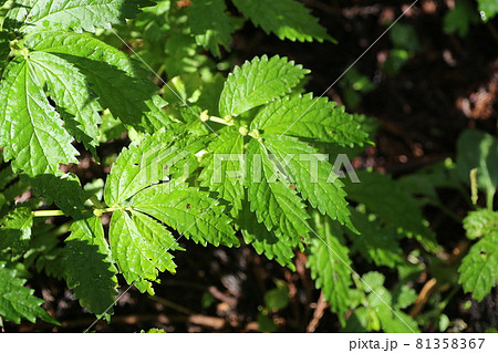 山の湿地に生える山菜、ウワバミソウ 81358367