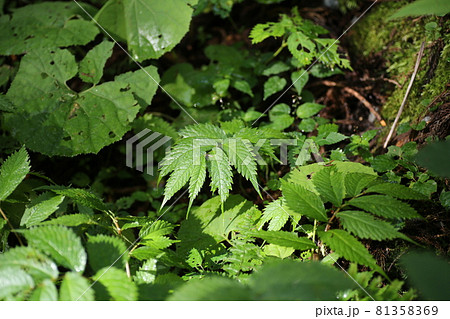 山の湿地に生える山菜、ウワバミソウ 山の湿地に生える山菜、ウワバミソウ 81358369