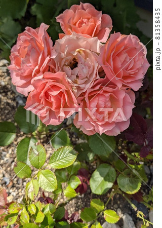 バラの花が複数咲いた 81358435