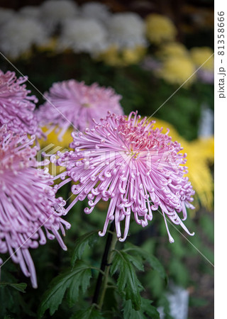 ピンクの大菊 (管物 太管 間管 細管 針管) ピンクの大菊 (管物 太管 間管 細管 針管) 81358666