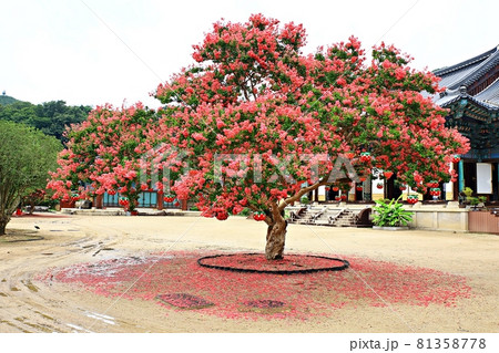 寺院 秋 花 81358778