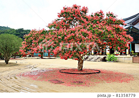 寺院 秋 花 81358779