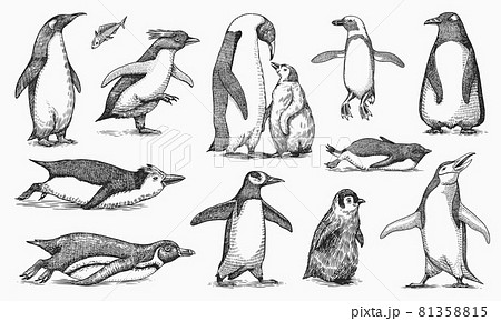 Emperor penguin and cute baby. Adult with juveniles. Small family set. Vector graphics black and Emperor penguin and cute baby. Adult with juveniles. Small family set. Vector graphics black and 81358815