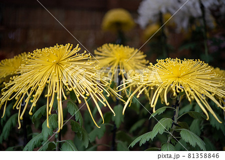 黄色の大菊　（管物　太管　間管　細管　針管） 81358846