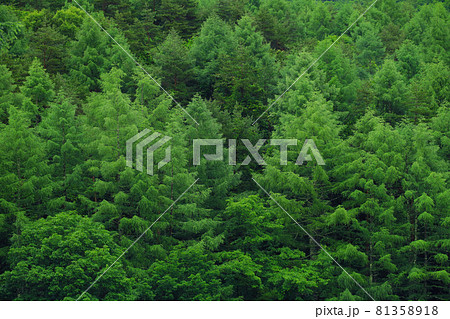 長野　奥蓼科の森 81358918