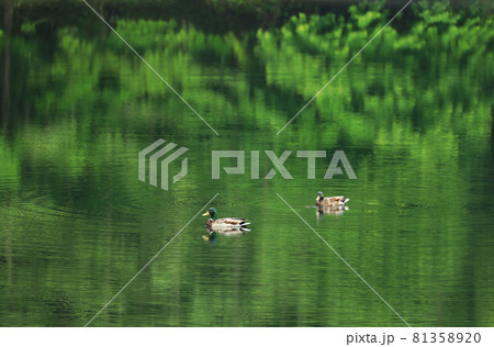 長野　奥蓼科　御射鹿池のカモ 81358920